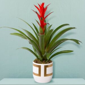 Guzmania