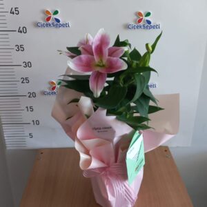 Saksıda Lilyum