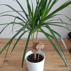 Marginata