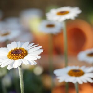 Papatya & Gerbera