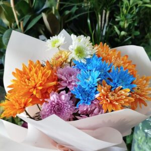 Renkli Kasımpatılar